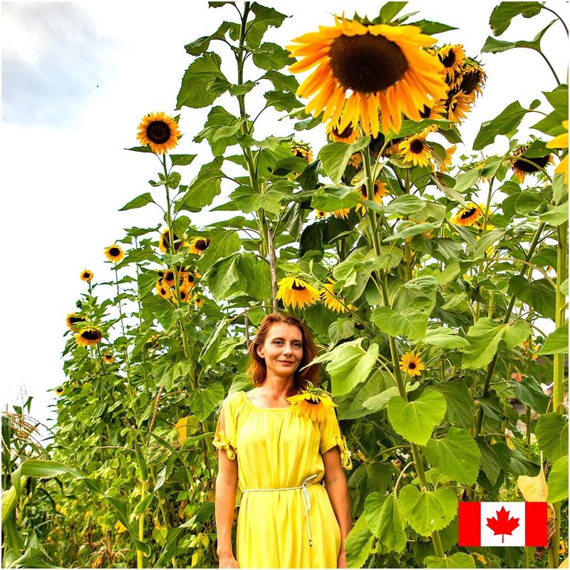 300 pcs Giant Mammoth Sunflower Seeds for Planting in Canada Megapack - Helianthus Annuus Giant Sunflowers