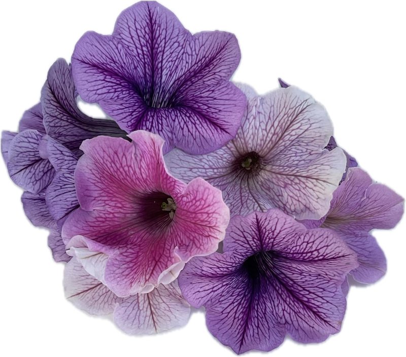 Veined Mix Petunia 200 Seeds