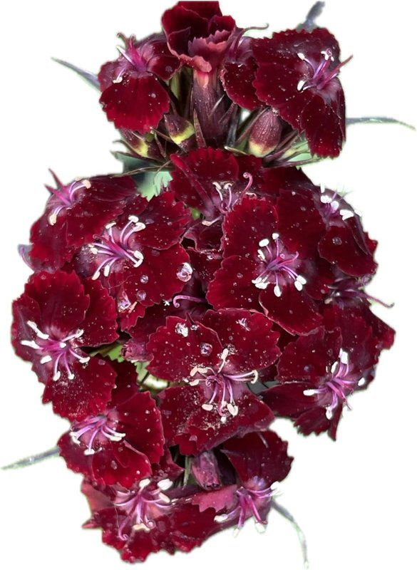 Black Cherry Sweet William - Dianthus Barbatus 200 Seeds