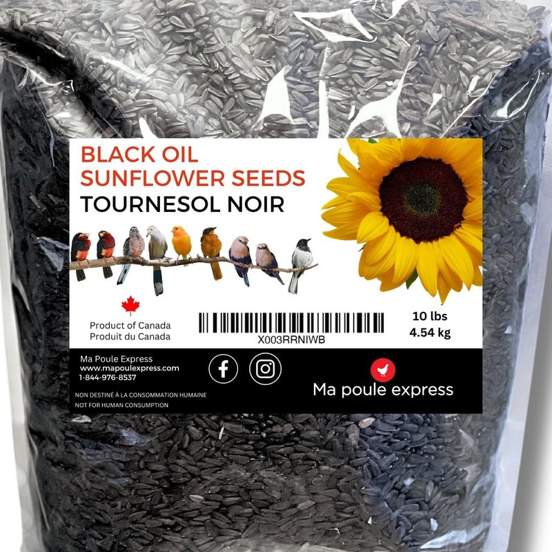 Ma Poule Express Black Sunflower Seeds for Birds - 10 LBS (4.54 kg)