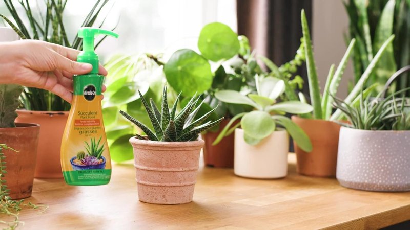 MG Succulent Plant Food, 236ml