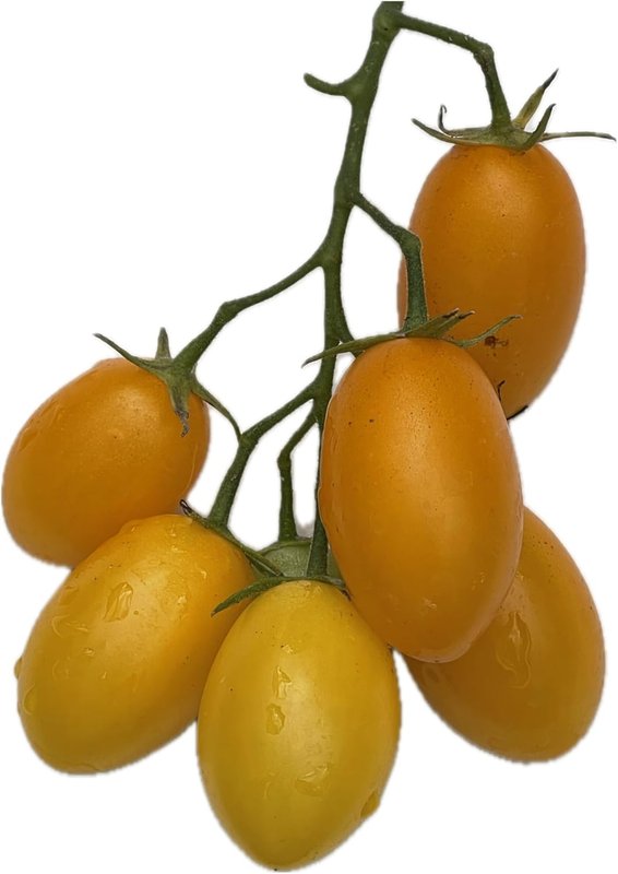 Baby Yellow Romanella Tomato 50 Seeds