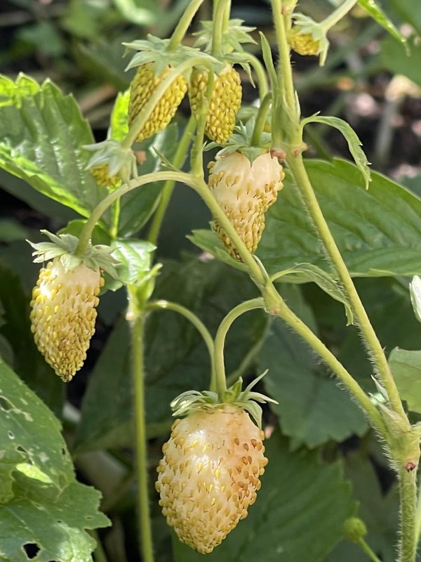 Yellow Wonder Alpine Strawberry 100 Seeds