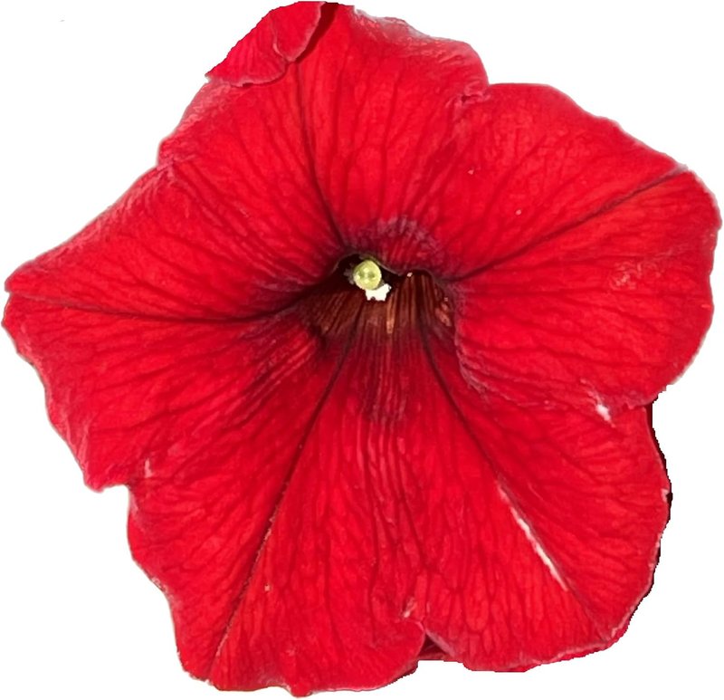 Red Petunia 100 Seeds