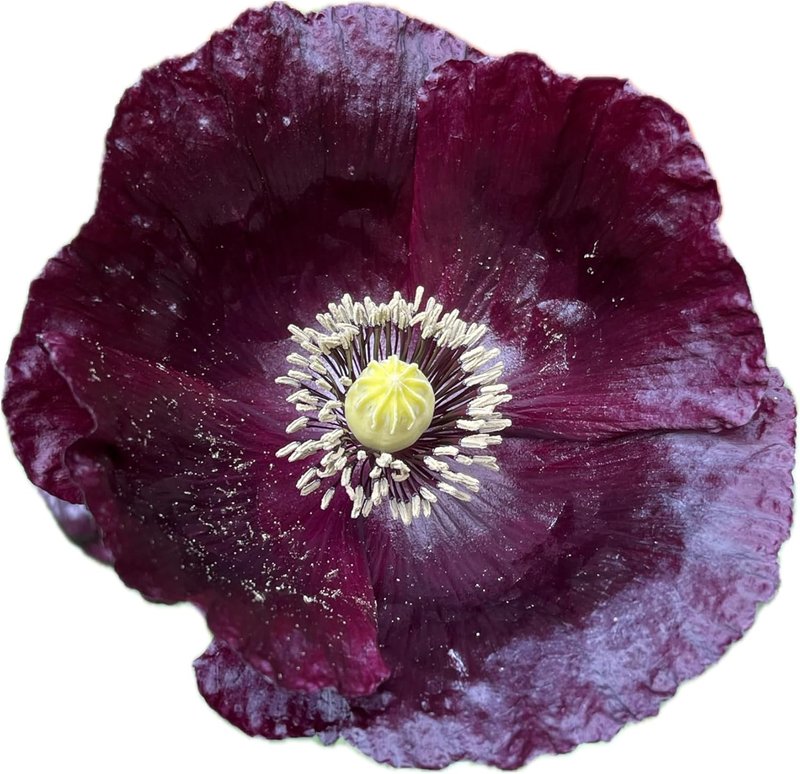 Black Poppy 200 Seeds