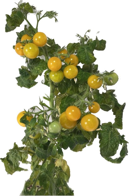 Orange Hat Micro Dwarf Tomato 40 Seeds