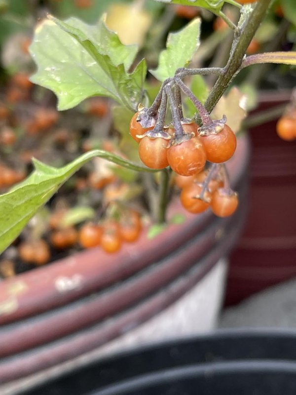 Otricoli Orange Berry - Solanum Nigrum 200 Seeds