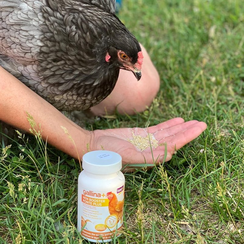 Gallina+ hens Booster Egg Production and Quality | Residential hens