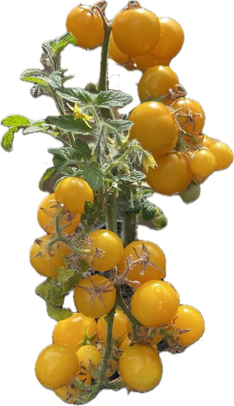 Aztek Micro Dwarf Tomato 40 Seeds